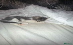 British Longhair cats for sale: Stunning British Shorthair x Siberian Kittens  - Image 8