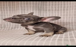French Bulldog dogs for sale: Outstanding French Bulldog Puppies – KC - Image 9