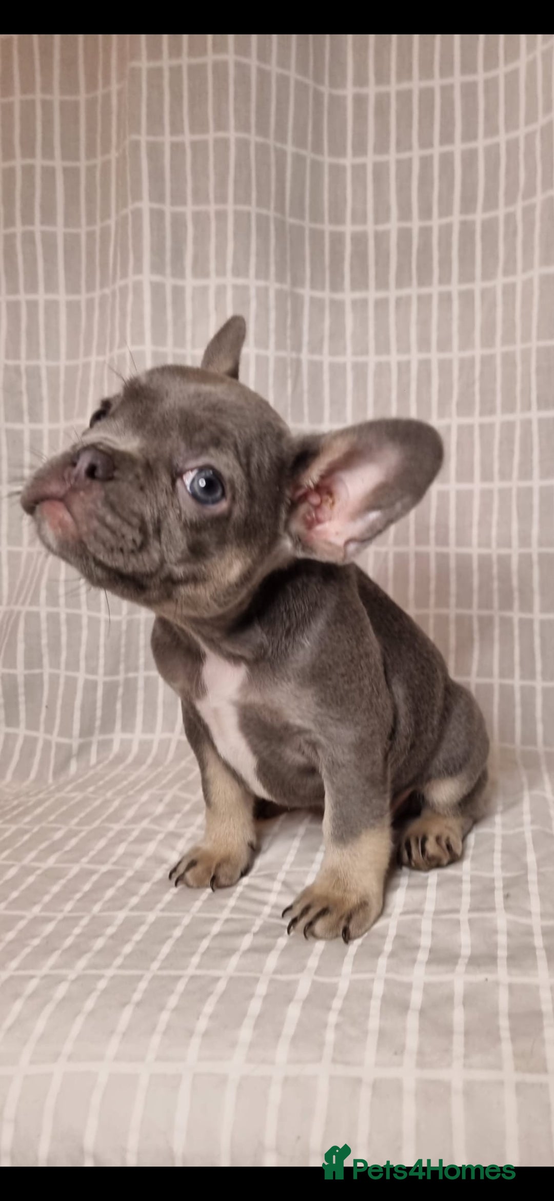 French Bulldog dogs for sale: Outstanding French Bulldog Puppies – KC - Image 9