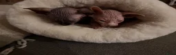 Sphynx cats for sale: Beautiful Sphynx kittens  - Advert 9