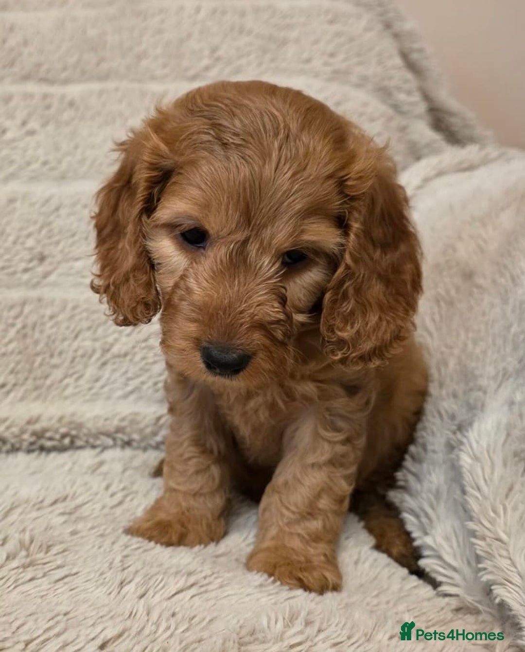 Cockapoo dogs for sale: Beautiful f1 cockapoo puppies 4 boys and 4 girls - Advert 7