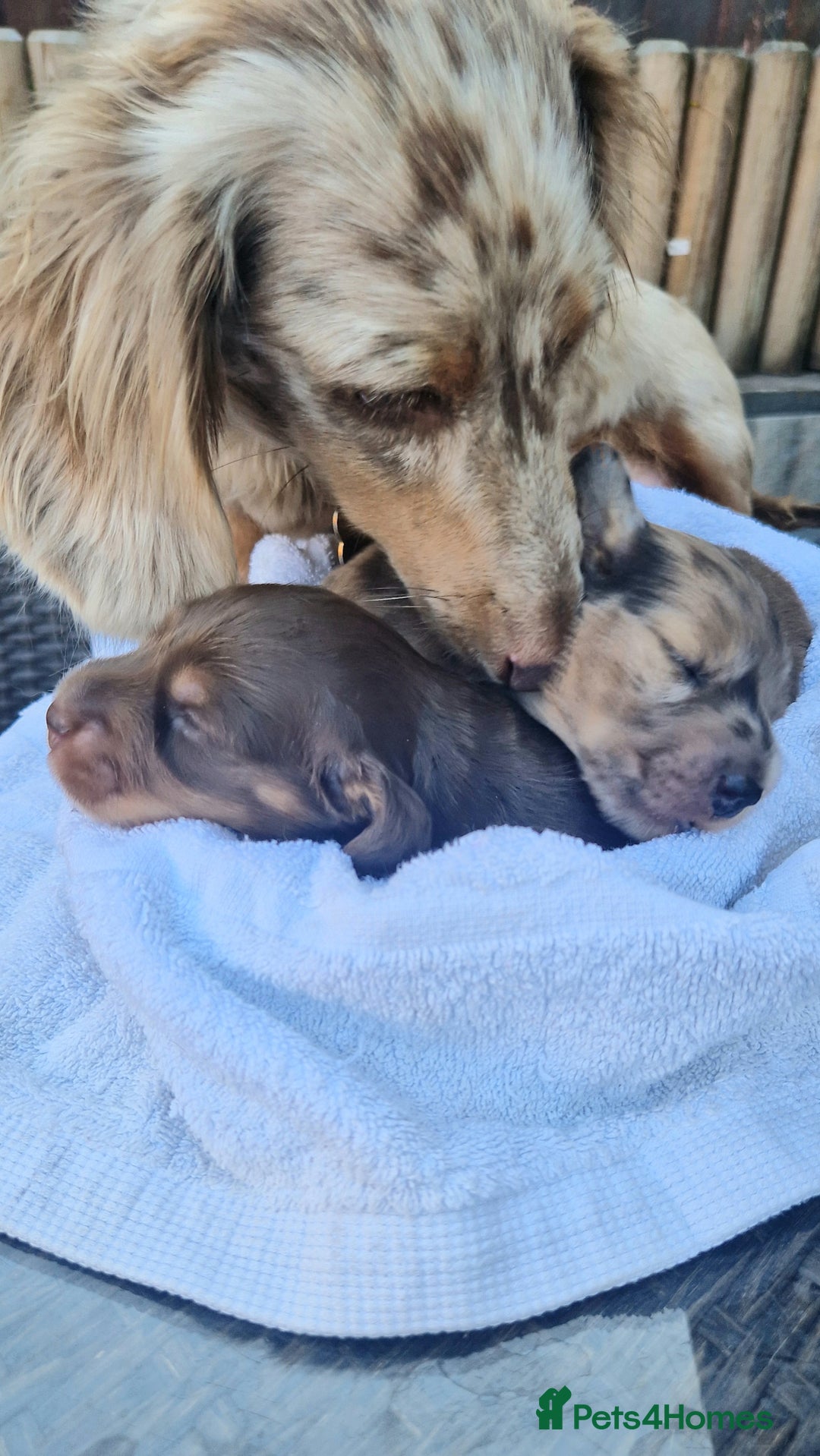 Miniature Dachshund dogs for sale: Long hair minature dachshunds - Image 23