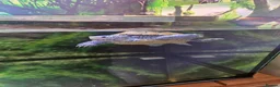 Terrapin reptiles for sale: Carolina diamondback terrapin (male) 1yr old in Coalville - Advert 9