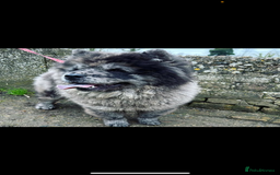 Chow Chow dogs for sale: 5 TOP QUALITY CHOWS 🦁🏡 (REDUCED) - Image 8