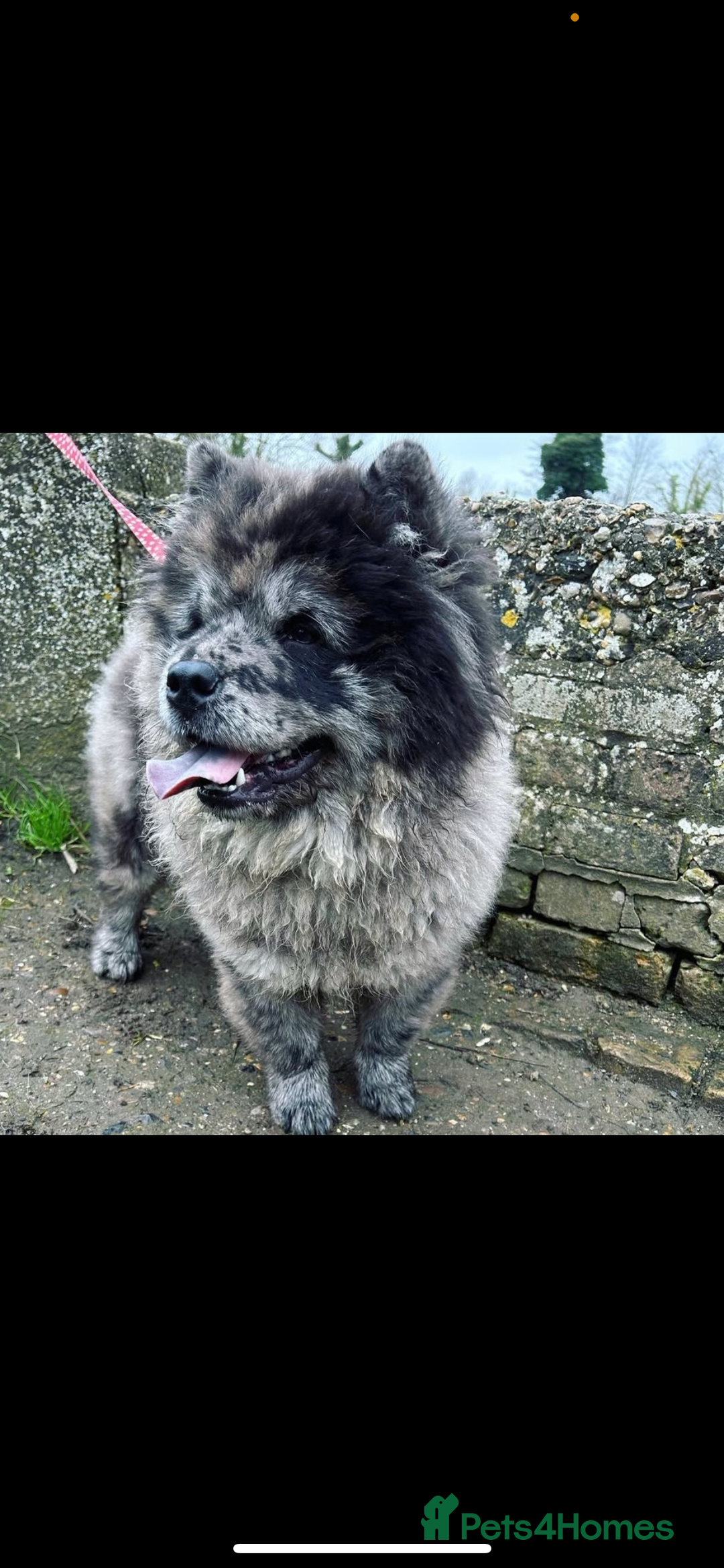 Chow Chow dogs for sale: 5 TOP QUALITY CHOWS 🦁🏡 (REDUCED) - Image 8