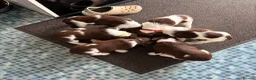 English Springer Spaniel dogs for sale: 1 working English springer spaniels - Advert 9