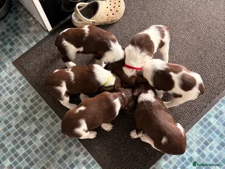 English Springer Spaniel dogs 2 Liver & white working springer spaniels - Advert 1