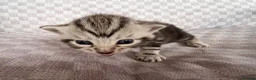 Bengal cats for sale: Grey tabby/bengal - Advert 7