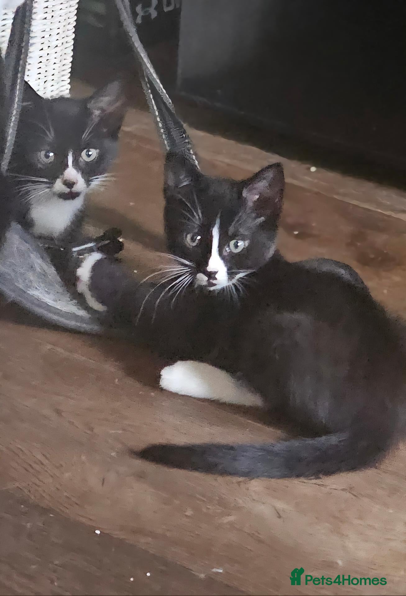 Mixed Breed cats Only 2 girls left 🐾 - Advert 1