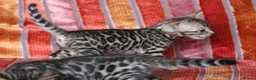 Bengal cats for sale: Outstanding Bengal kittens , European champion dad - Advert 6