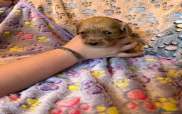 Cocker Spaniel dogs for sale: COCKER SPANIEL LITTER OF 9 IN SCARBOROUGH  - Image 16