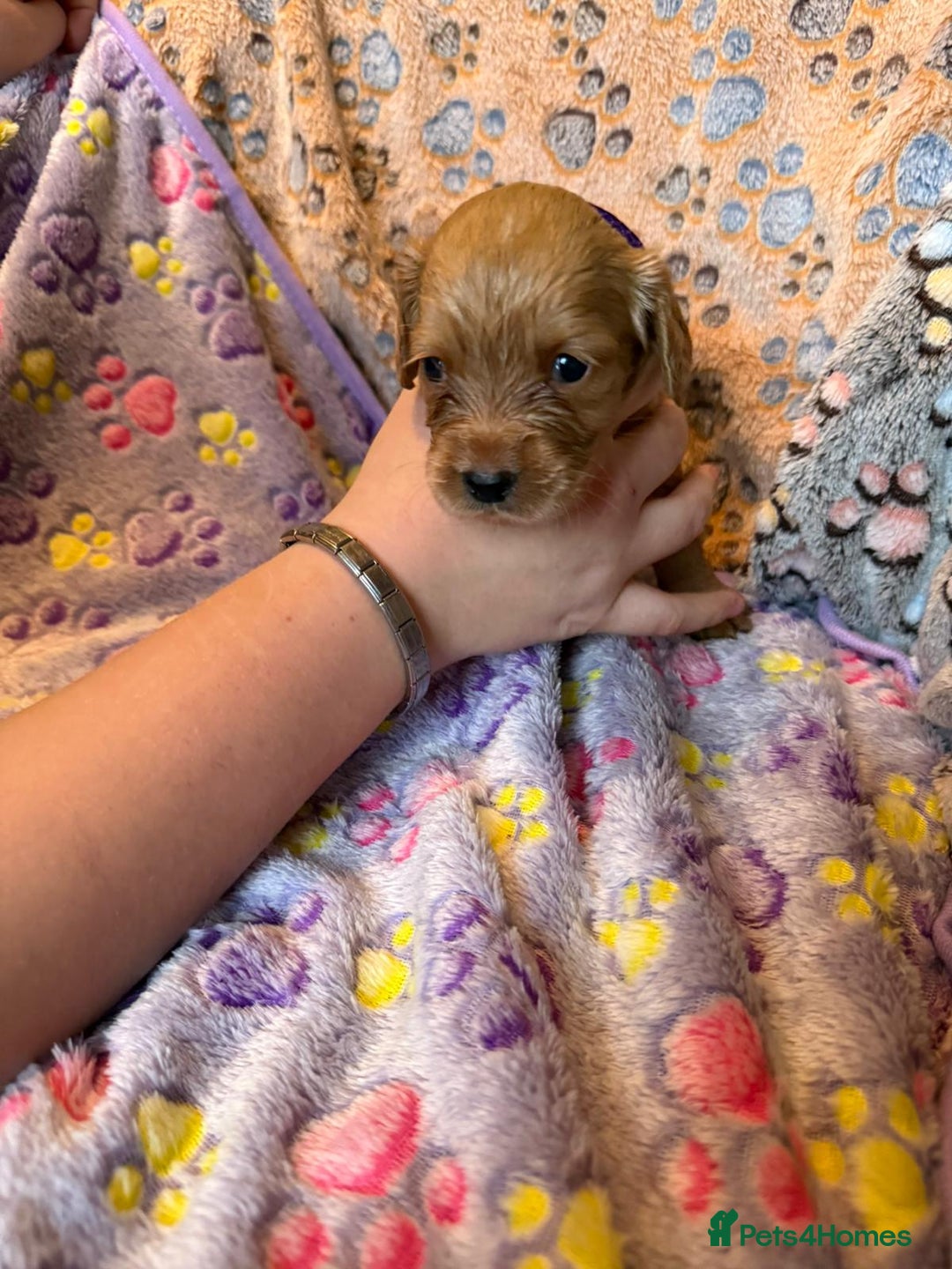 Cocker Spaniel dogs for sale: COCKER SPANIEL LITTER OF 9 IN SCARBOROUGH  - Image 16