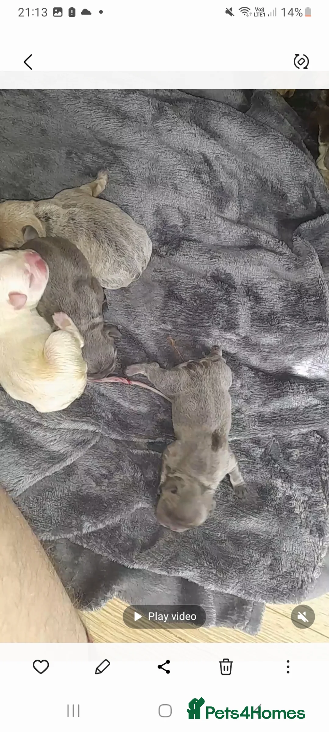 French Bulldog dogs for sale: Litter of 4 girls  in Birmingham - Advert 2