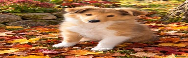 Shetland Sheepdog 2