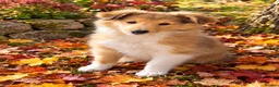 Shetland Sheepdog dogs for sale: Sable/White sheltie puppies - Advert 6