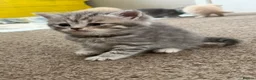 Scottish Fold cats for sale: PUREBRED Scottish fold kittens  - Advert 27