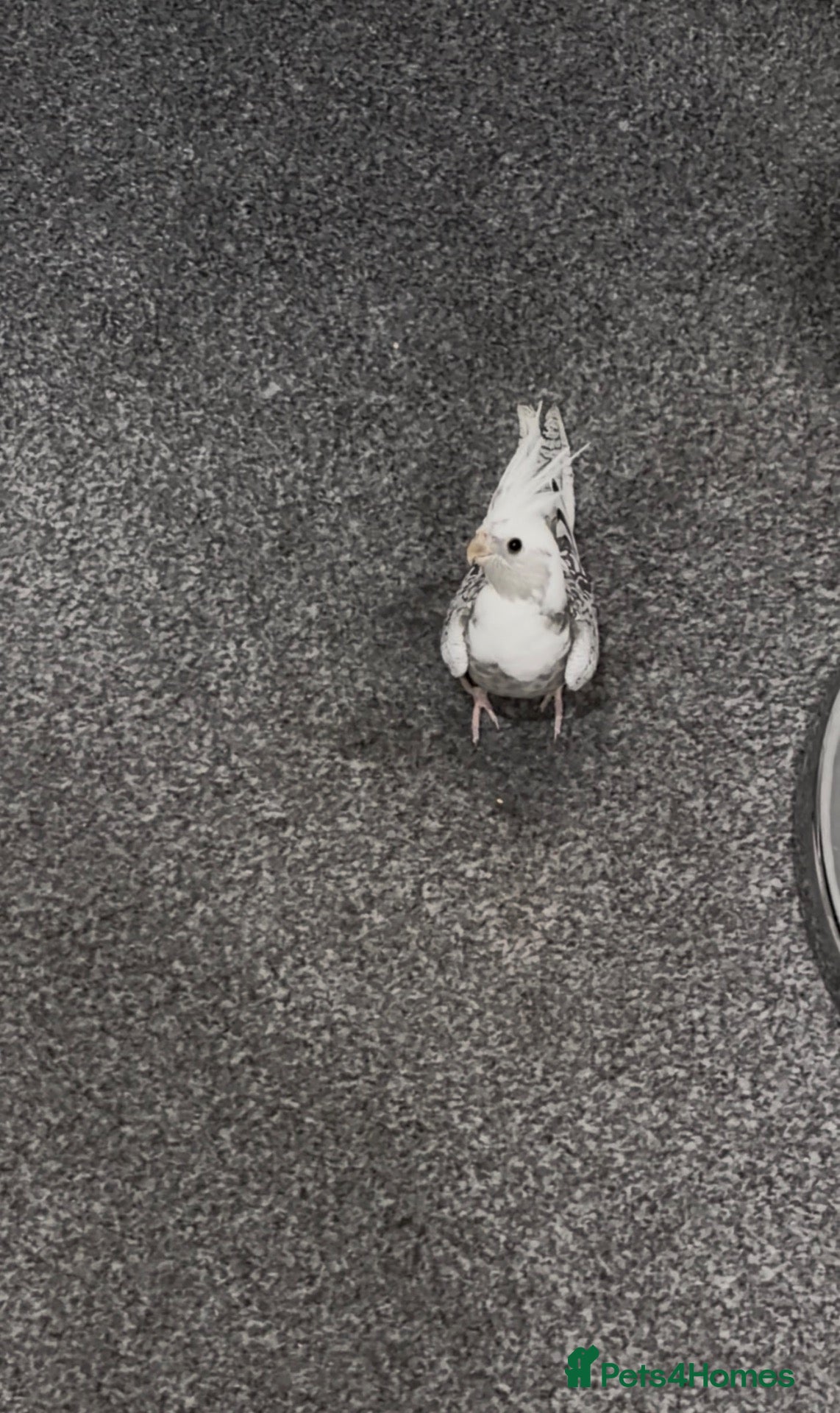 Cockatiels birds Hand Reared White Pied Baby Cockatiel - Advert 1
