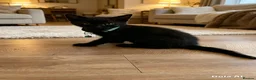 British Shorthair cats for sale: STUNNING BRITISH SHORTHAIR X DOM SHORTHAIR KITTENS - Advert 11