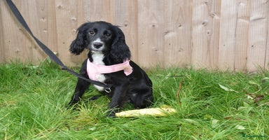 Cocker Spaniel dogs Kc ReG Cocker Spaniel Female - Advert 4