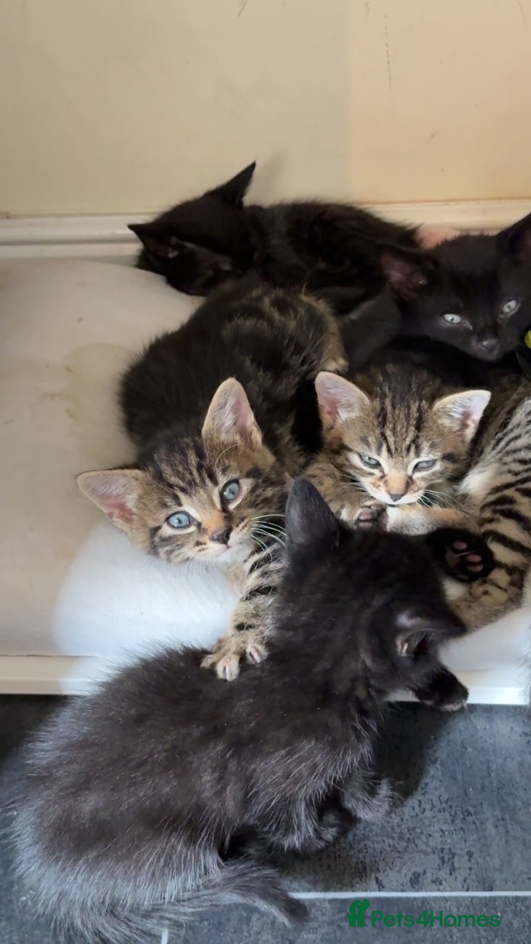British Shorthair cats for sale: 5 beautiful kittens  - Image 7