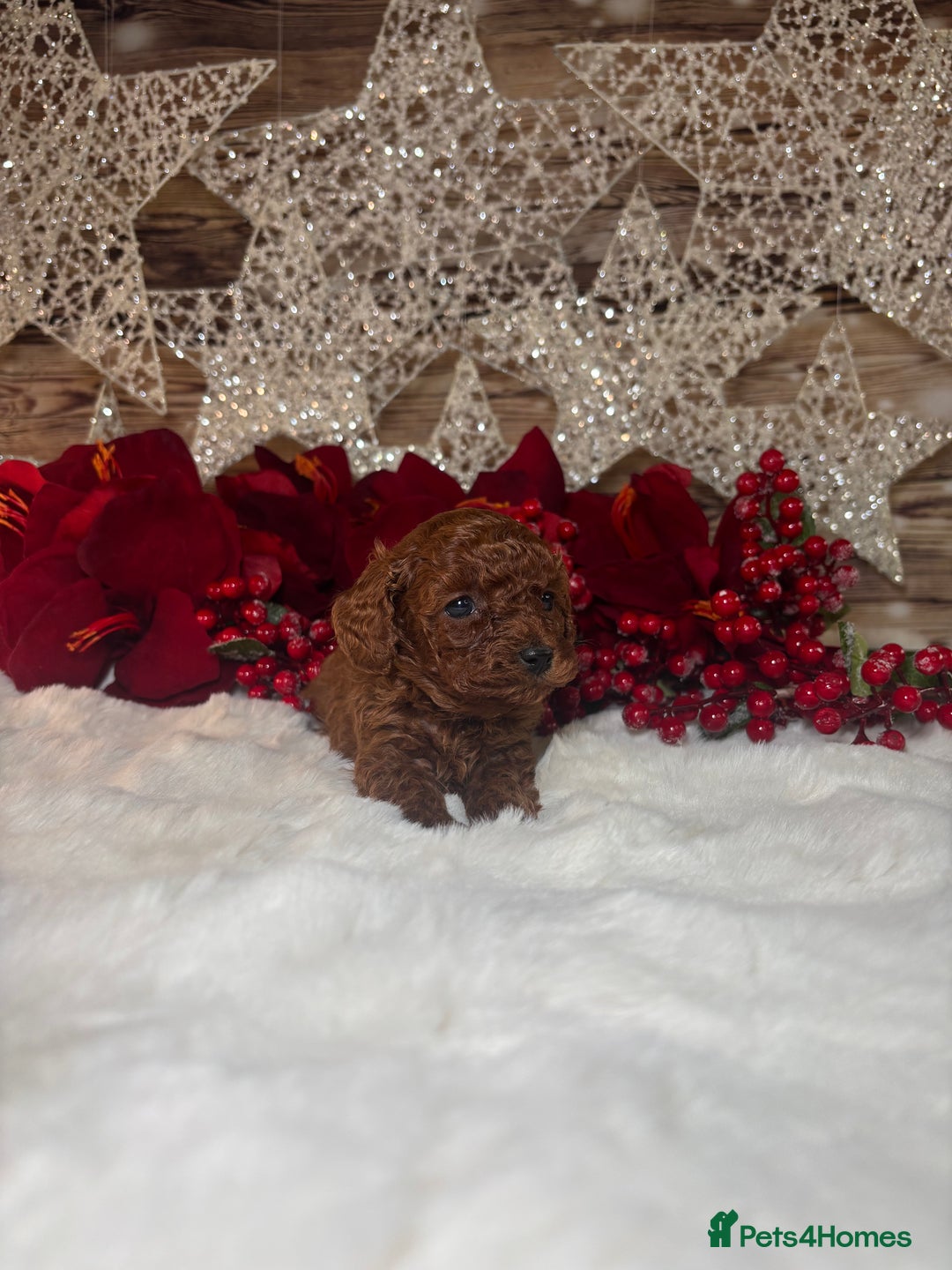 Toy Poodle dogs for sale: Outstanding toy/asain Poodles.  - Advert 13
