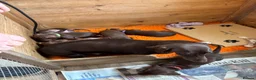 Miniature Dachshund dogs for sale: Adorable litter of Miniature Dachshund Puppies - Advert 2