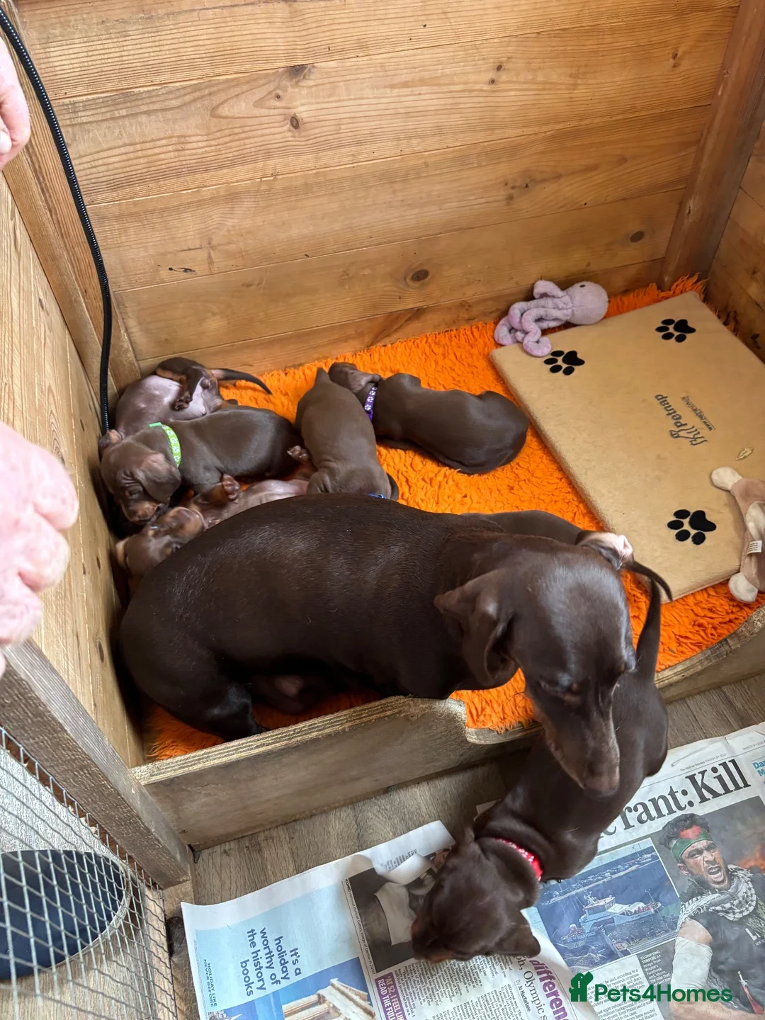 Miniature Dachshund dogs for sale: Adorable litter of Miniature Dachshund Puppies - Advert 2