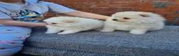 Pomeranian dogs for sale: Beautiful pomeranian Teddy bears boys  - Advert 3