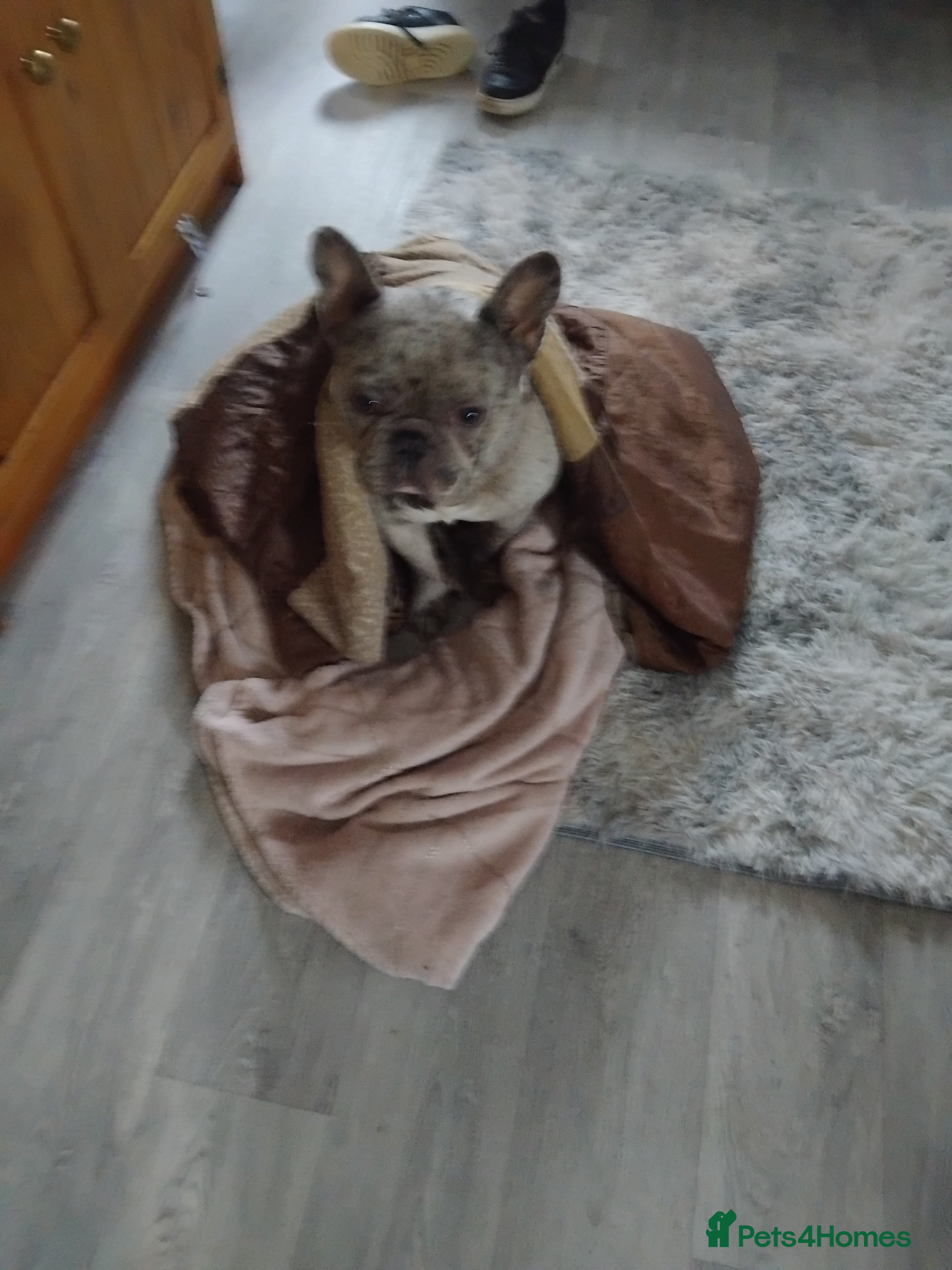 French Bulldog dogs Merle frenchie  - Advert 1