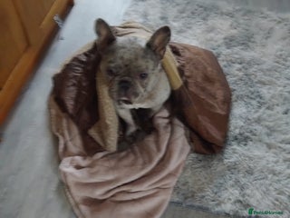 French Bulldog dogs Merle frenchie - Advert 1