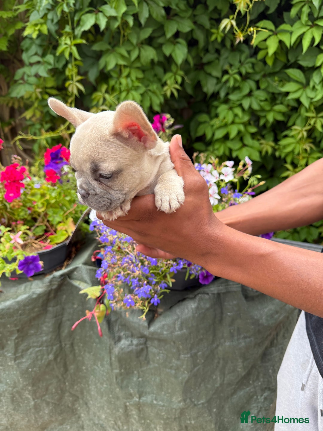 French Bulldog dogs for sale: French bulldog puppies ready now. - Image 15