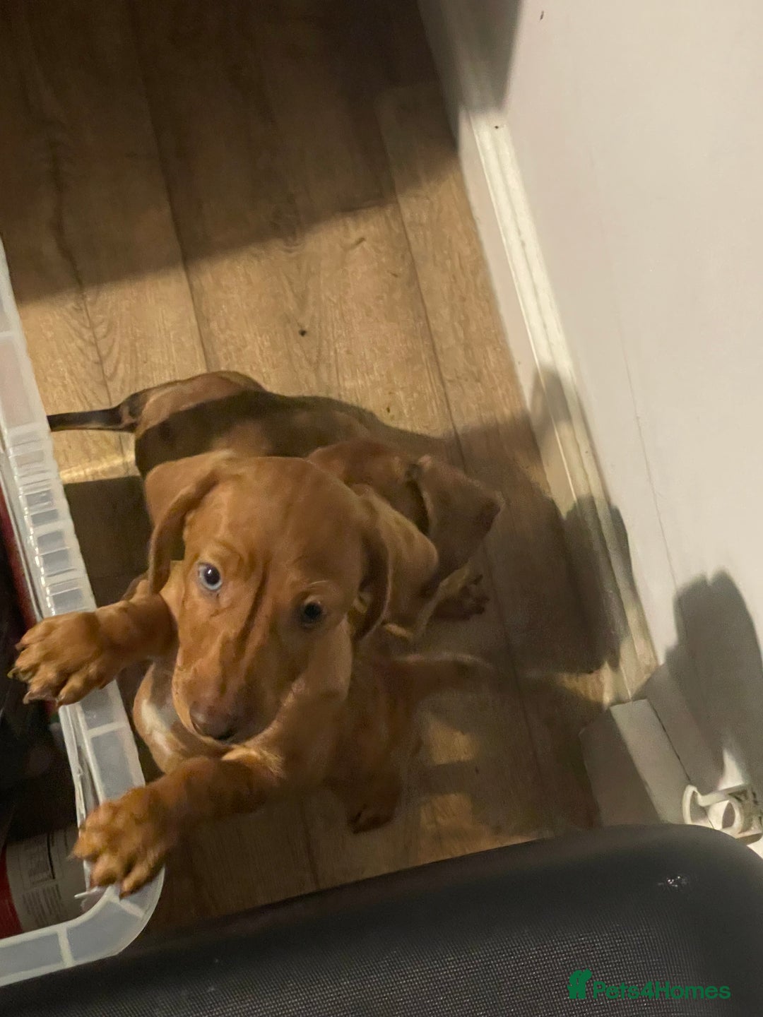 Miniature Dachshund dogs for sale: “Urgent homes needed! – Miniature Dashchunds - Image 8