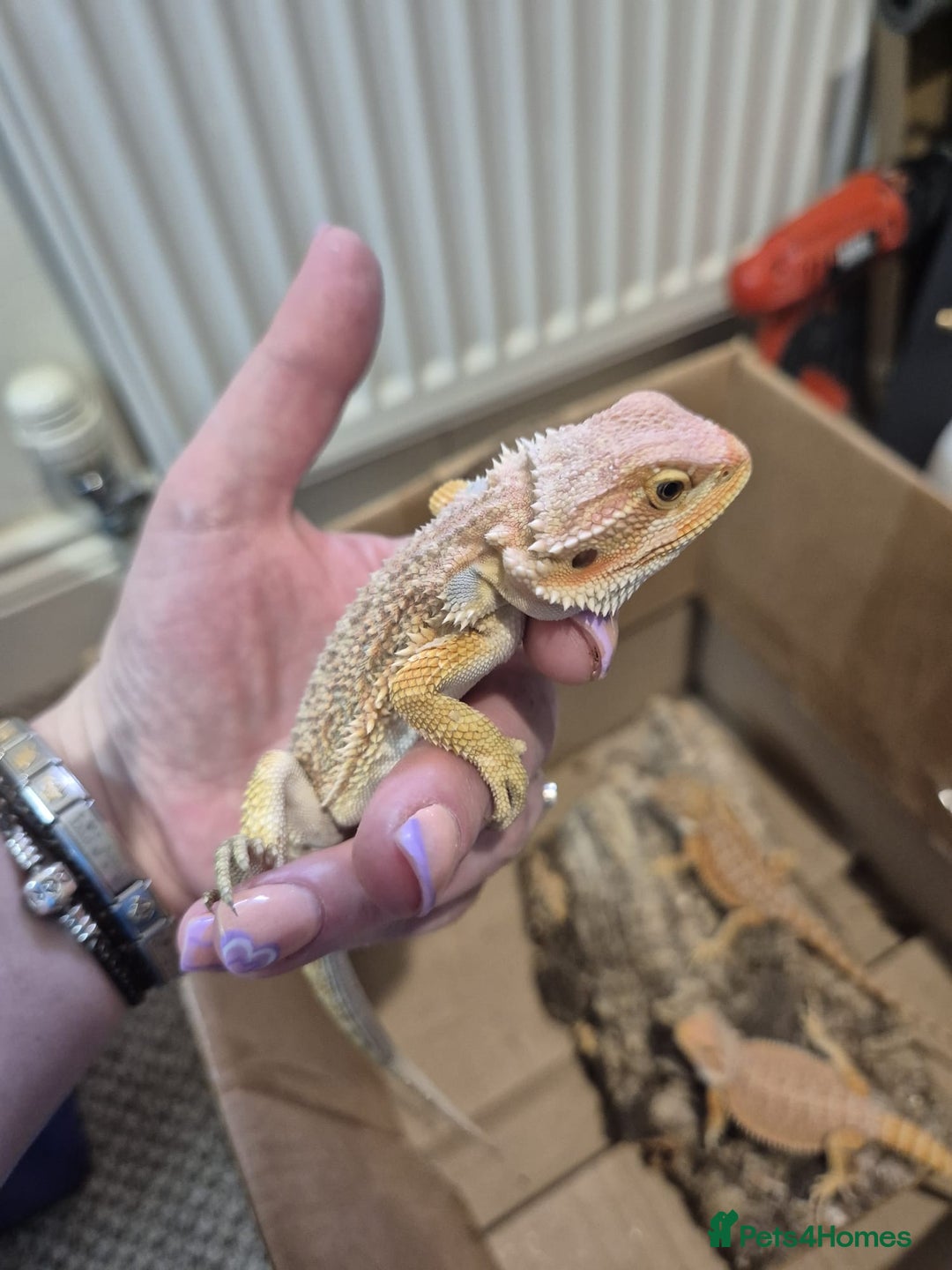 Bearded Dragon reptiles for sale: 🔥🔥🔥 BABY BEARDED DRAGONS 🔥🔥🔥 4 LEFT 🔥🔥 - Image 30