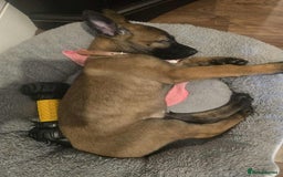 Belgian Shepherd Dog dogs for sale: Adorable 9 Week Old Belgian Malinois Puppy - Image 1