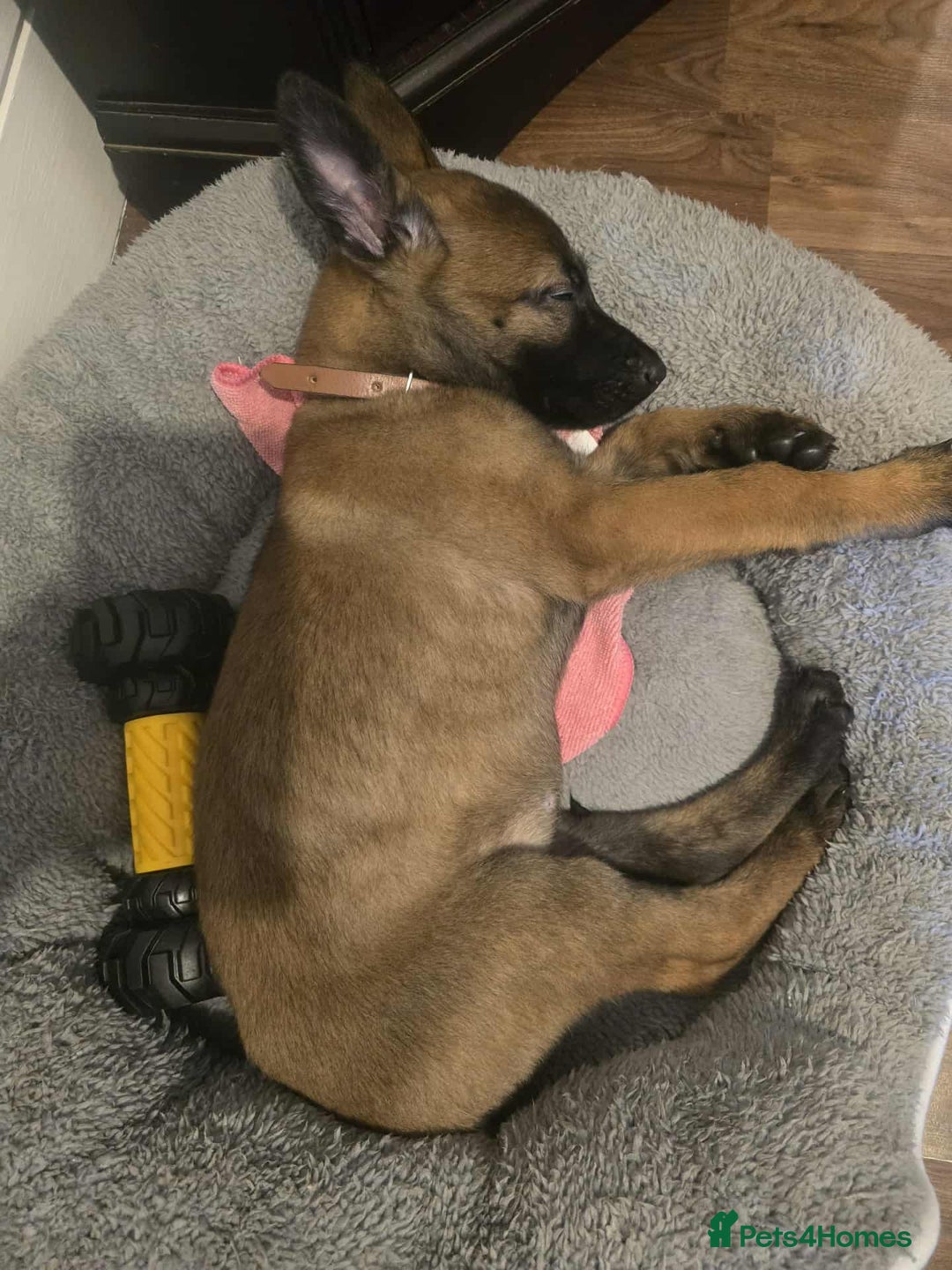 Belgian Shepherd Dog dogs for sale: Adorable 9 Week Old Belgian Malinois Puppy - Image 1