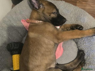 Belgian Shepherd Dog dogs - Advert 1