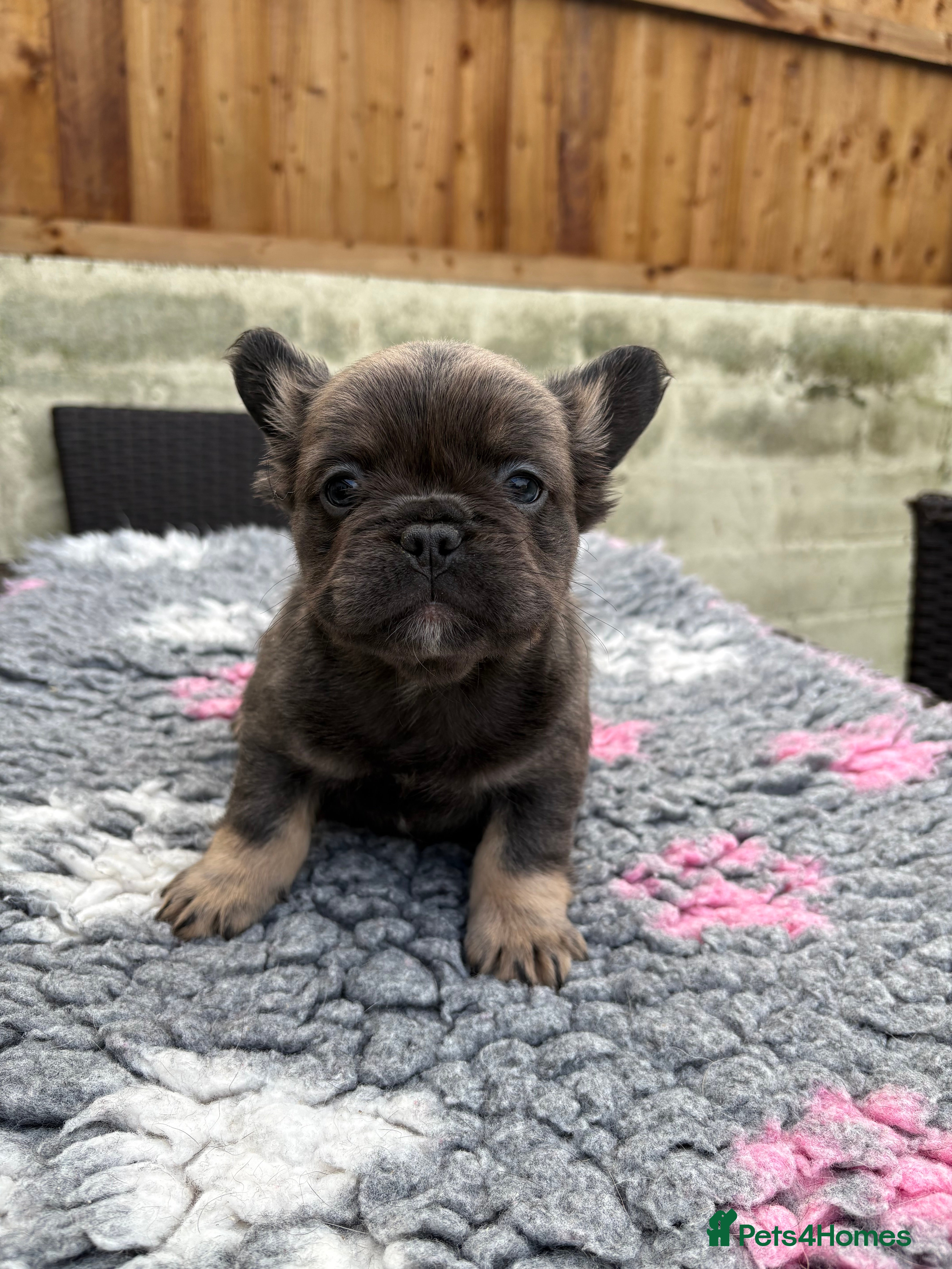 French Bulldog dogs French Bulldog Puppys - Advert 4
