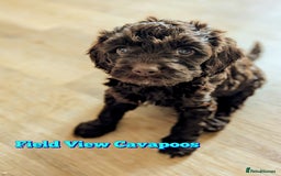Cavapoo dogs for sale: F1 Extensively Health Tested Cavapoos  - Image 12