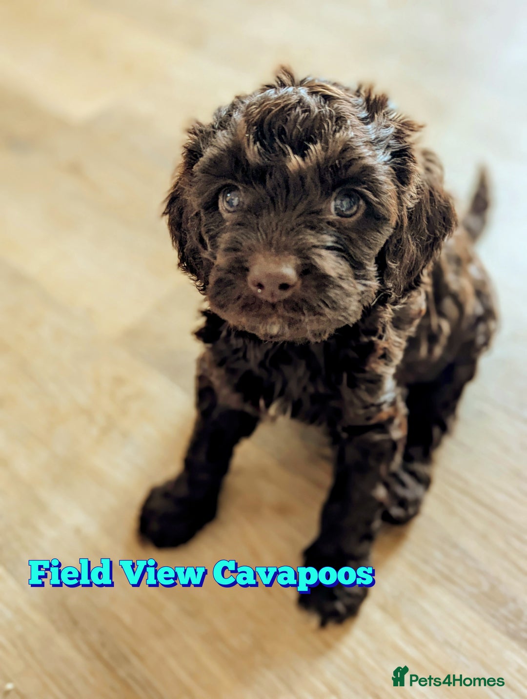 Cavapoo dogs for sale: F1 Extensively Health Tested Cavapoos  - Image 12