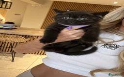 British Shorthair cats for sale: British shorthair boys ready now  - Image 1