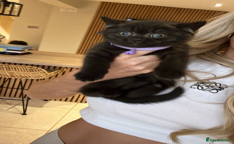 British Shorthair cats - Advert 4