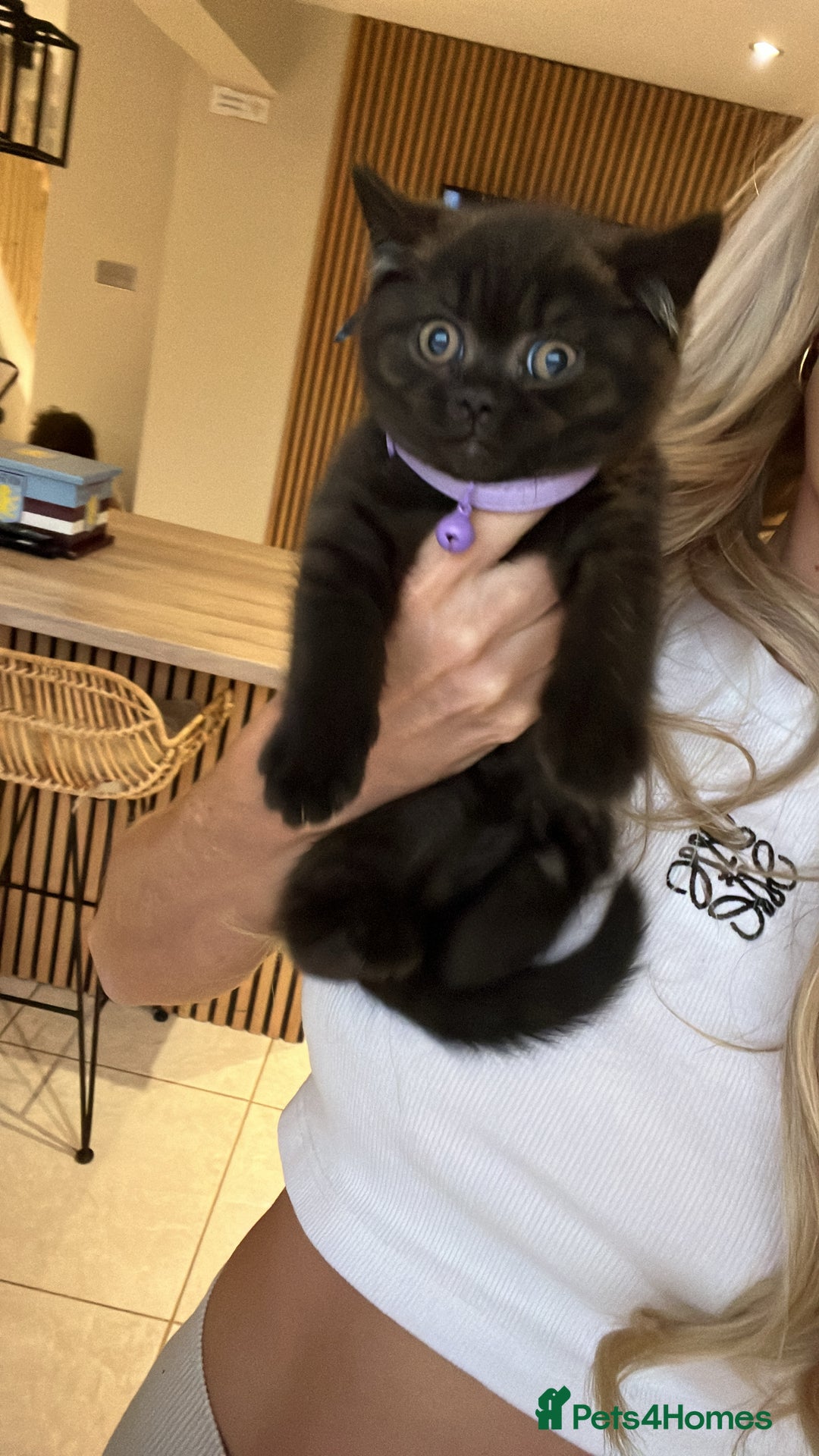 British Shorthair cats for sale: British shorthair boys ready now  - Image 1