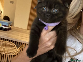 British Shorthair cats - Advert 2