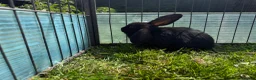 Mini Lop rabbits for sale: Litter of Mini Lop bunnies  - Advert 12
