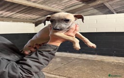Whippet dogs for sale: Gorgeous litter of whippet puppies - Image 6