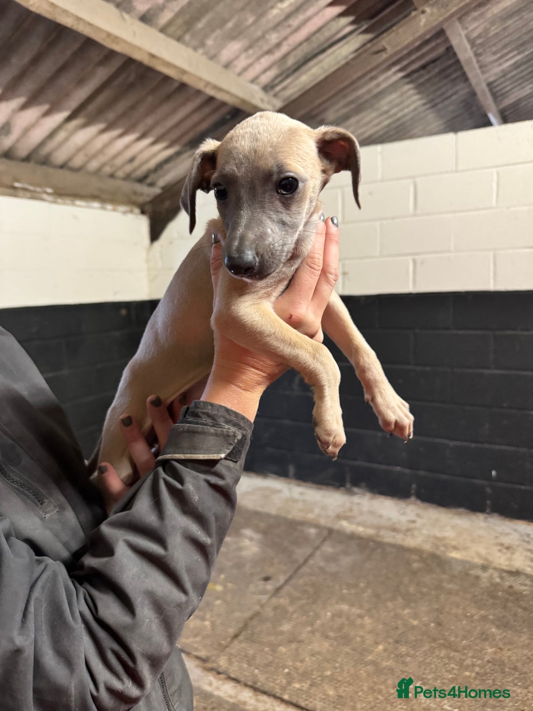 Whippet dogs for sale: Gorgeous litter of whippet puppies - Image 6