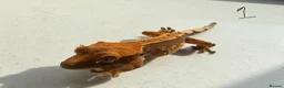 Gecko reptiles for sale: Crested gecko babies  in Poole - Advert 2