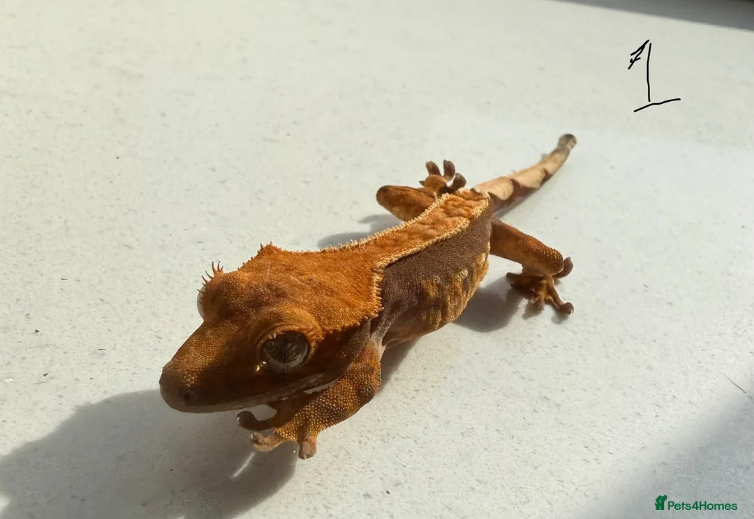 Gecko reptiles for sale: Crested gecko babies  in Poole - Advert 2