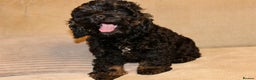 Cockapoo dogs for sale: American unique Black & Tan Cockapoo Girl - Advert 7