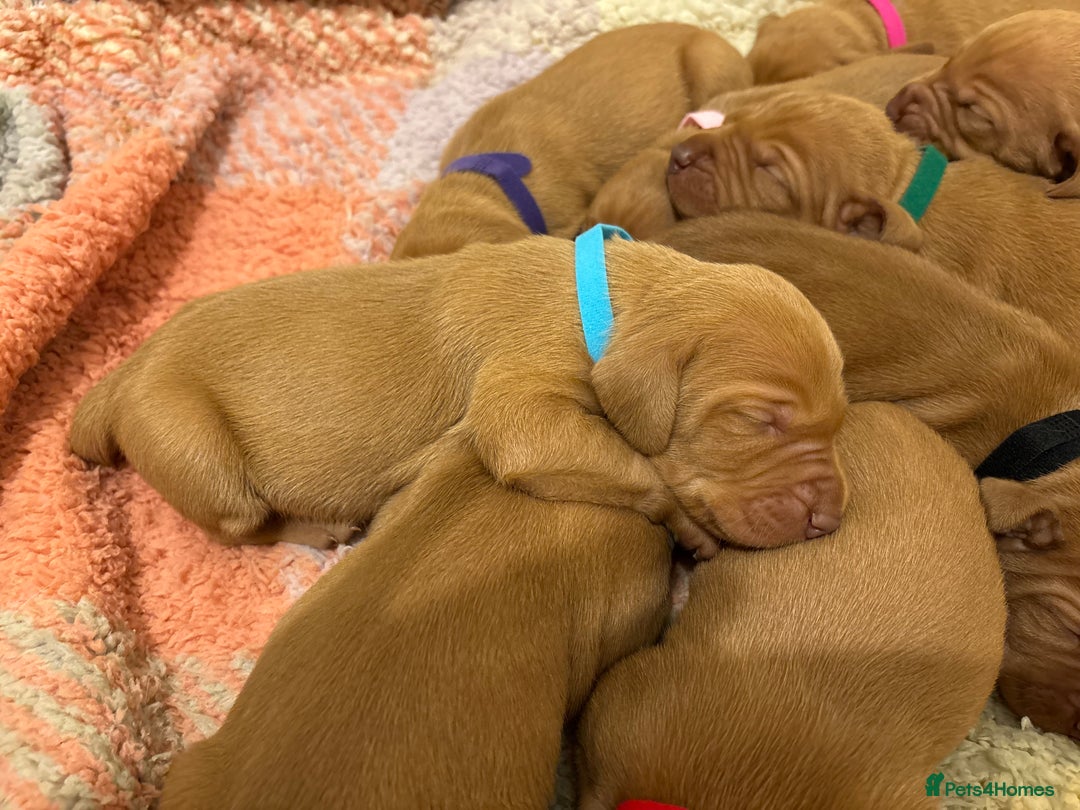 Hungarian Vizsla dogs for sale: Ready to leave KC Registered Vizsla Puppy  - Advert 24
